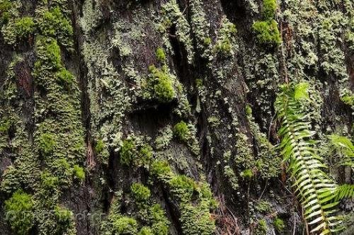 Photo: 
California Redwood Trees