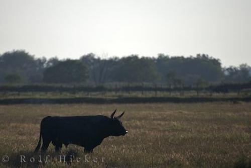 Photo: 
Camargue Bull