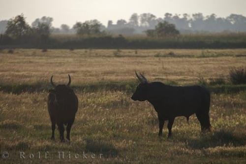 Photo: 
Camargue Bulls Picture Provence France