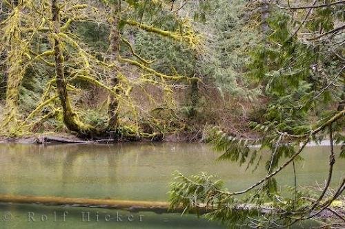 Photo: 
Cameron River Cathedral Grove