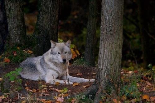 Photo: 
Timber Wolf Canis Lupus Parc Omega Montebello Quebec Canada