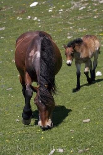 Photo: 
Catalonia Bonaigua Pass Horses