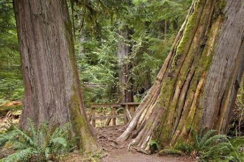 Photo: 
Cathedral Grove Pictures Vancouver Island