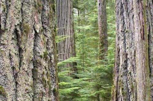 Photo: 
Cathedral Grove Vancouver Island