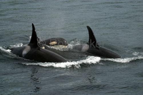 Photo: 
Cetaceans Orca Killer Whales