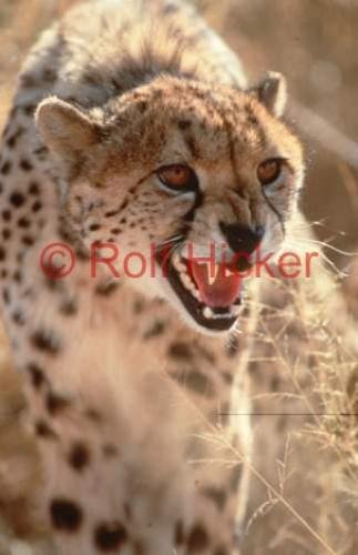 Photo: 
Cheetah