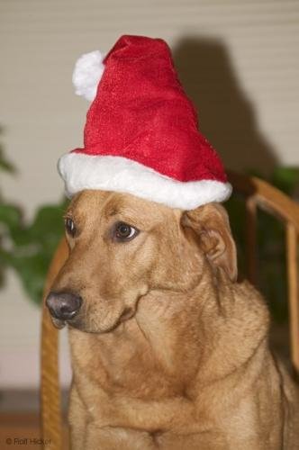 Photo: 
christmas dog picture
