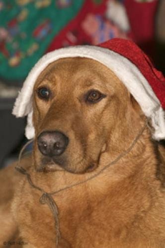 Photo: 
Christmas Pictures Santa Dog