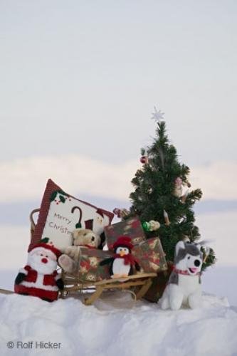 Photo: 
Christmas Tree