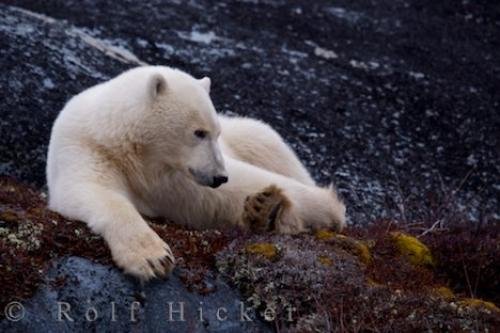 Photo: 
Climate Change Effects On Polar Bear Habitat