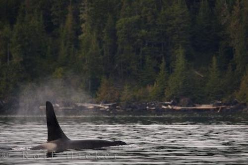 Photo: 
Coastal Killer Whale Northern Vancouver Island BC