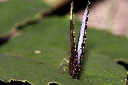 Photo: 
Common Blue Morpho Butterfly Photo