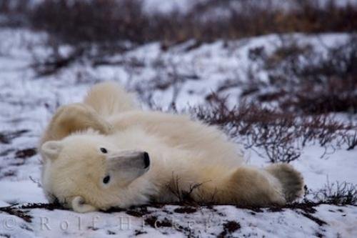 Photo: 
Cool Polar Bear Photo Hudson Bay Canada