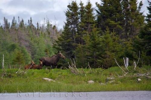 Photo: 
Cow Moose Tuckamore Pond Newfoundland