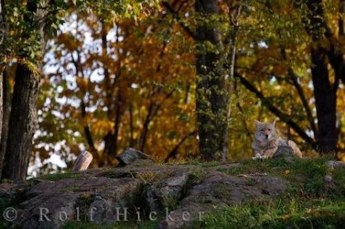 Photo: 
Coyote Wilderness Parc Omega Montebello Quebec