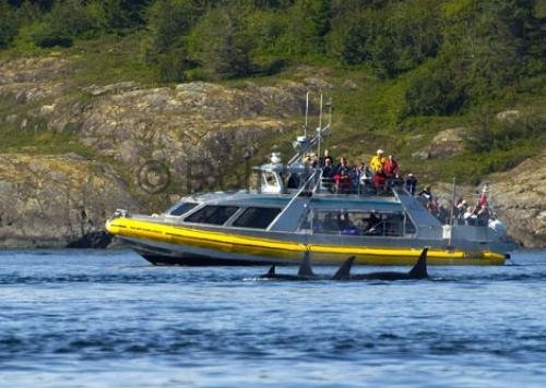 Photo: 
whale watching tours