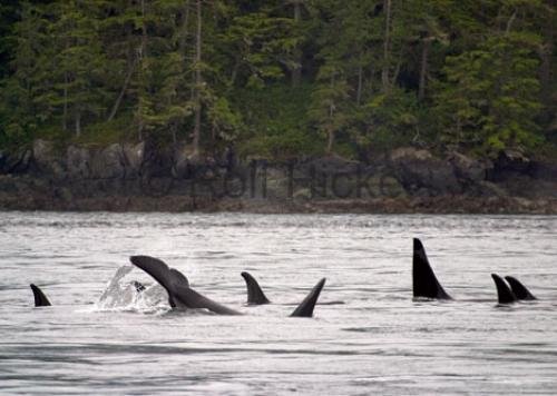 Photo: 
Killer Whales CRW 0050