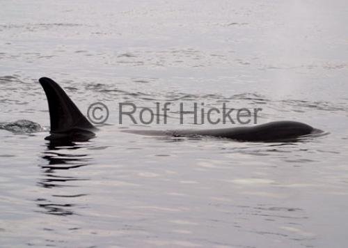 Photo: 
Orca Whales CRW 0072