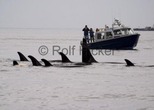 Photo: 
Whale Watching Northern Vancouver Island Small Boat