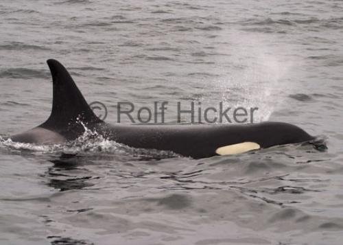 Photo: 
Orca Whales CRW 0100