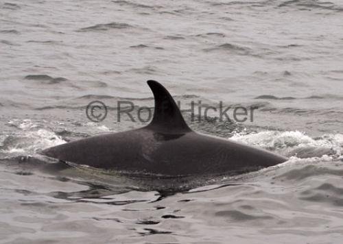 Photo: 
Killer Whales CRW 0103