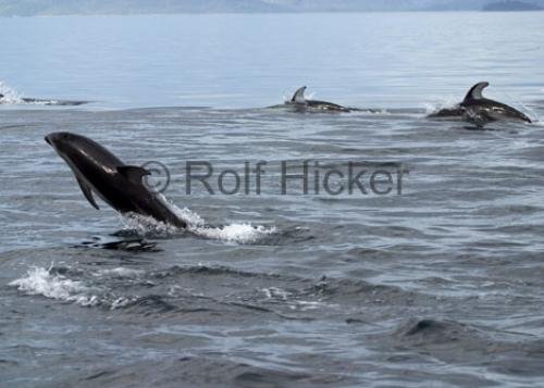 Photo: 
jumping dolphin