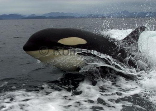 Photo: 
Wake Riding Whale Watching Johnstone Strait