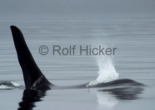 Photo: 
Killer Whale watching