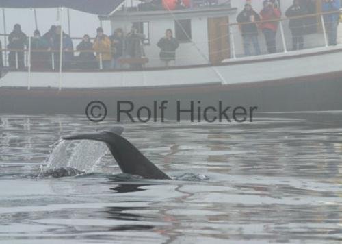 Photo: 
BC Whale Watching Tour Boat Gikumi