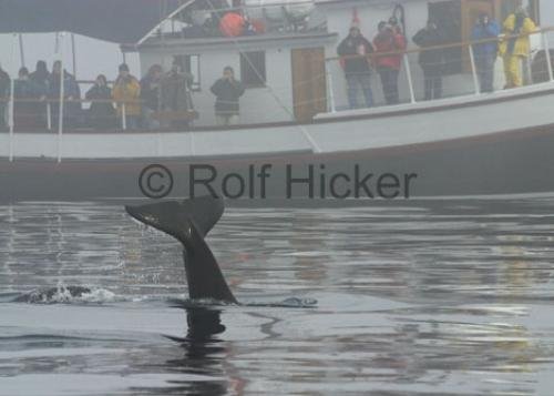 Photo: 
Whale Watching Boat Gikumi