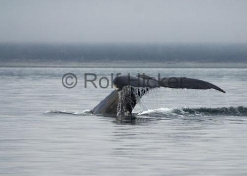 Photo: 
Humpback Whale Watching Tail Fluke