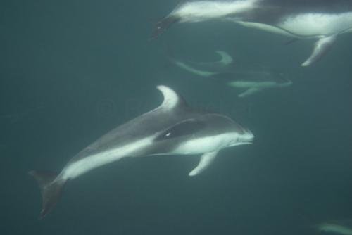 Photo: 
dolphin under water