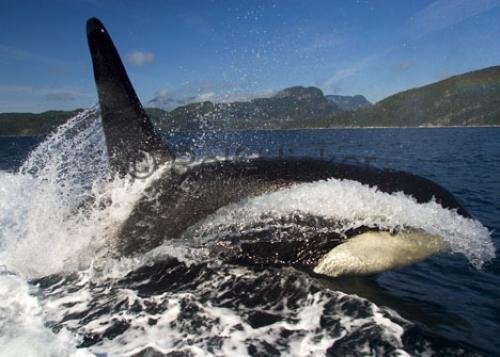 Photo: 
bc whale watching