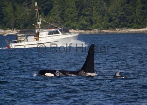 Photo: 
orca whale and dolphin