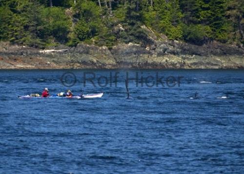 Photo: 
kayaking tours orca