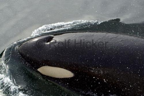 Photo: 
Killer Whale Close Encounter Whale Watching