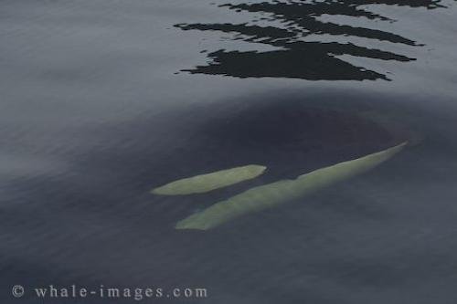 Photo: 
Under Surface Killer Whale