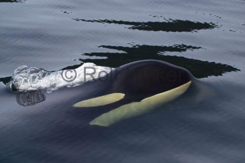 Photo: 
Killer Whale Just Breaking Surface