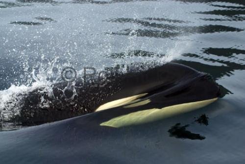Photo: 
killer whale vancouver island