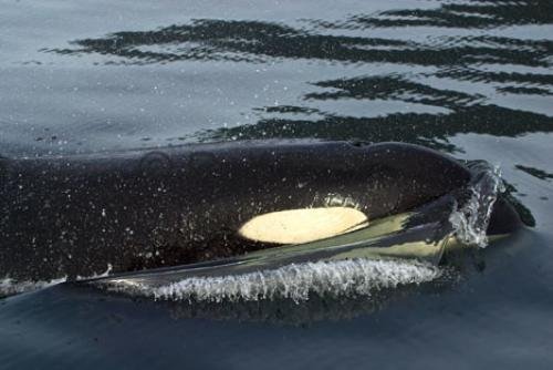 Photo: 
Killer Whale Close up