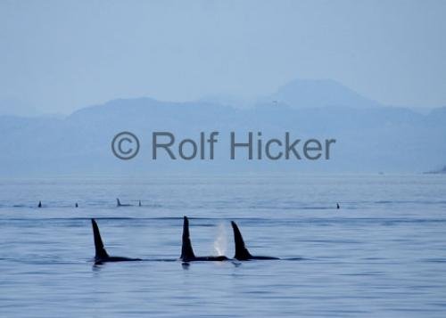 Photo: 
A 36 Orcas