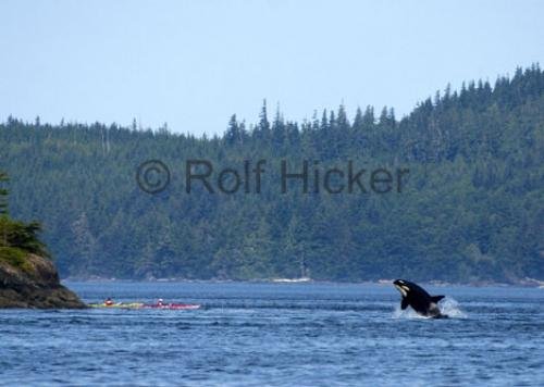 Photo: 
Kayak Adventure Jumping Killer Whale