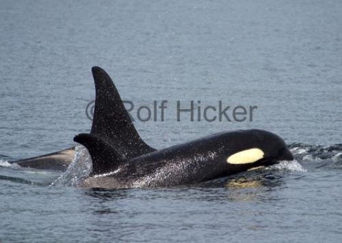 Photo: 
Orca Whale Whale Watching British Columbia