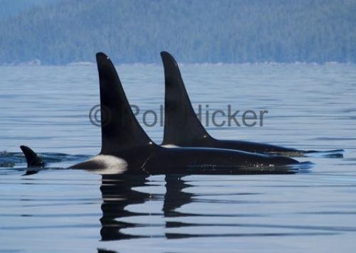 Photo: 
port hardy whale watching
