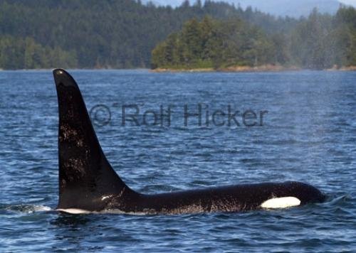 Photo: 
CRW 3891