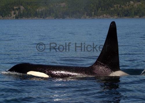 Photo: 
CRW 4293