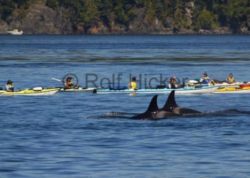 Photo: 
Kayaking With Whales Johnstone Strait