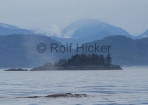 Photo: 
Humpback Whale British Columbia Landscape