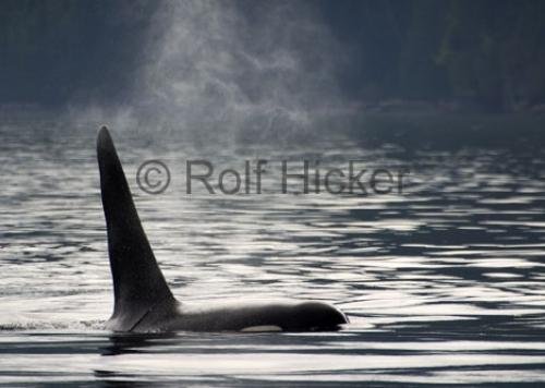 Photo: 
CRW 4648