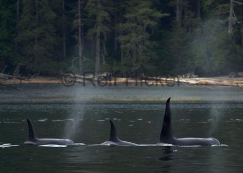 Photo: 
CRW 4679